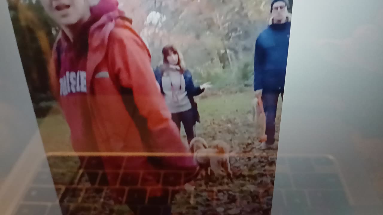 Dogs & owners out diagnosing the insane as I pass by.