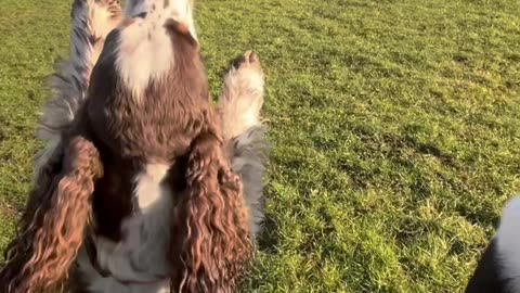 Two Dogs Hop Across Field On Two Feet