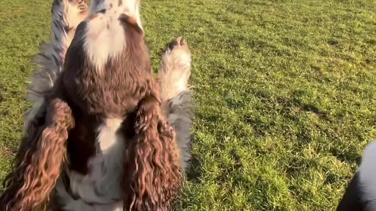 Two Dogs Hop Across Field On Two Feet