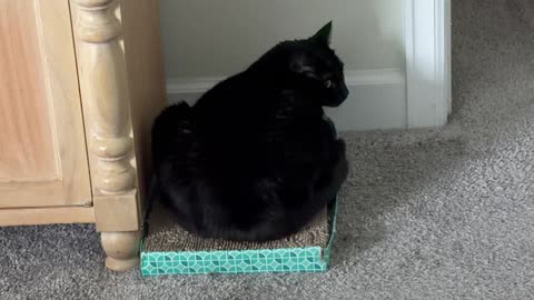 Cute Precious Piper Guards from the Executive Lounge - My Adopted Shelter Cat Vlog