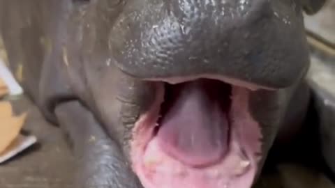babyhippo
