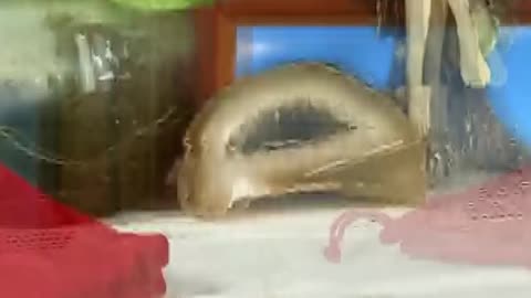 😊 PROMO CAPÍTULO 15: “LECTURAS ARCO IRIS: Tiradas con 3 y 5 Piedras de Color" 😊