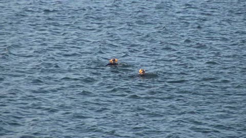 Christmas Day in the Ocean City Plymouth Sight and sounds 2025. Merry Christmas to you all