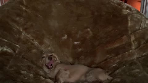Massive Bean Bag Made for Tiny King