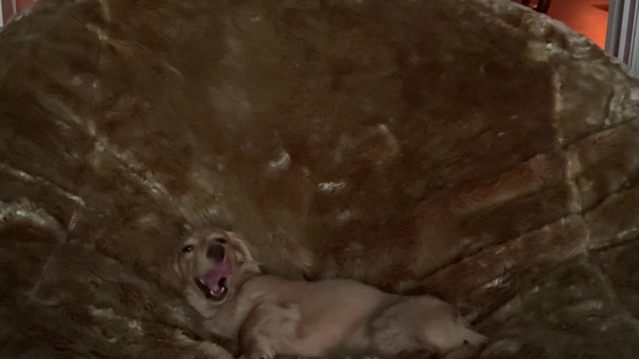 Massive Bean Bag Made for Tiny King