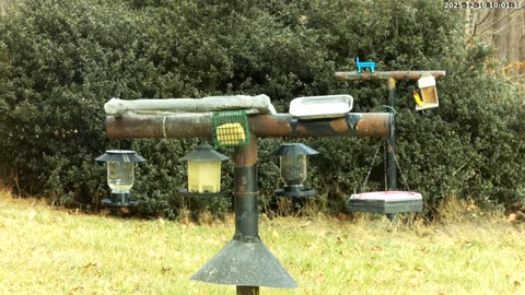 Bird Feeder in Western Maryland USA