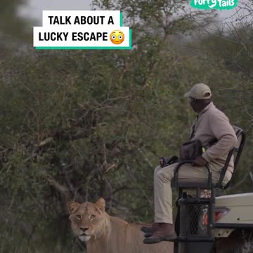 🦁 Lion Catches Safari Tracker By Surprise 😳 😮