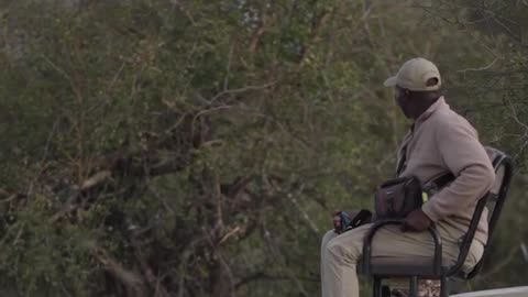 🦁 Lion Catches Safari Tracker By Surprise 😳 😮