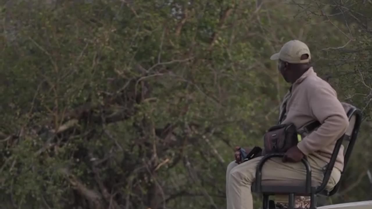 🦁 Lion Catches Safari Tracker By Surprise 😳 😮