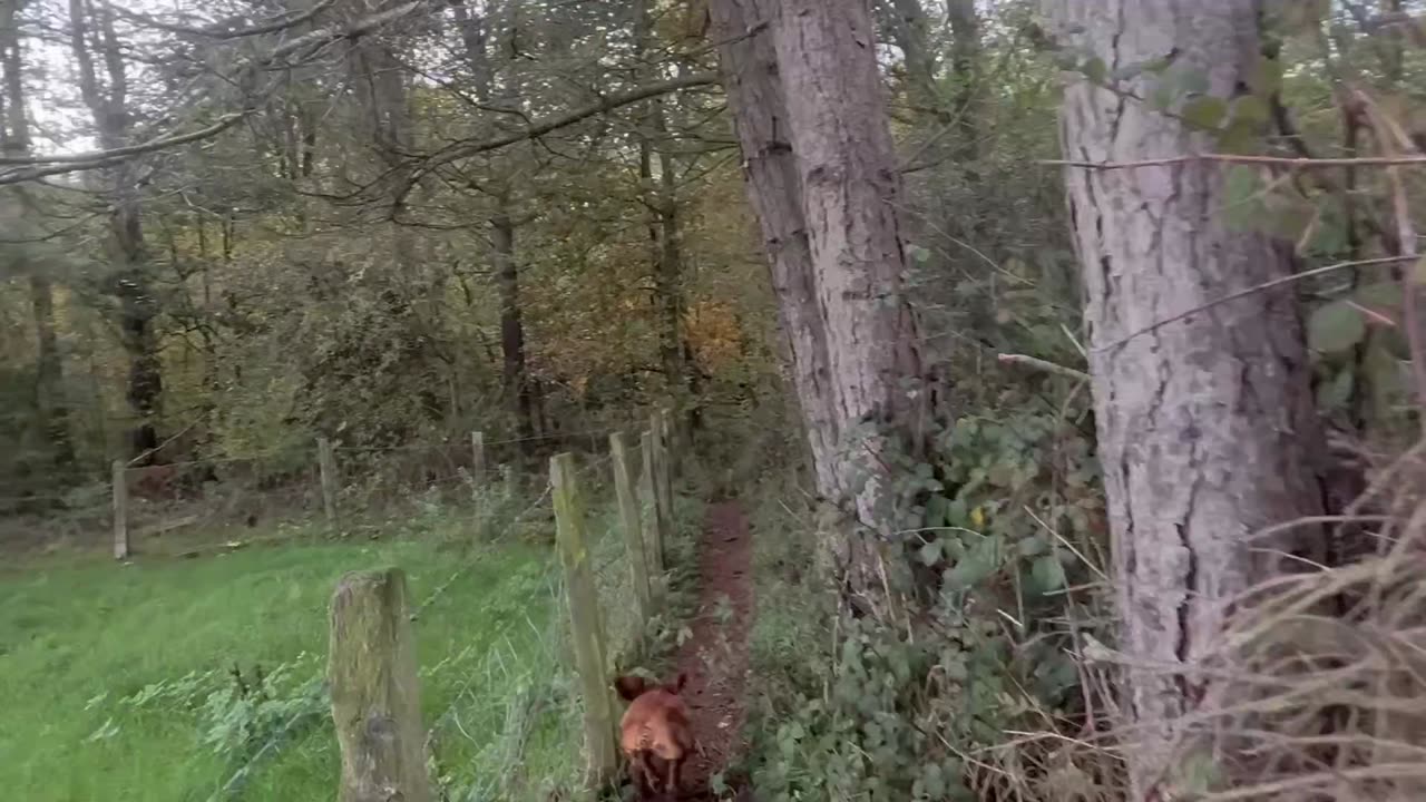 24/10/25 trail run with willow after get molly out