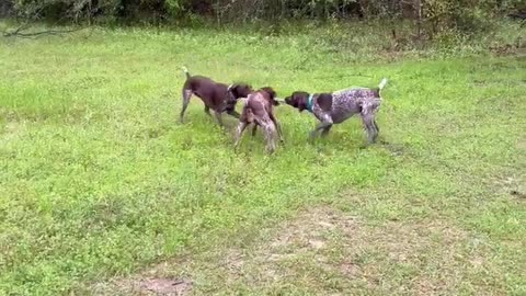 dogs playing tug a war with sock