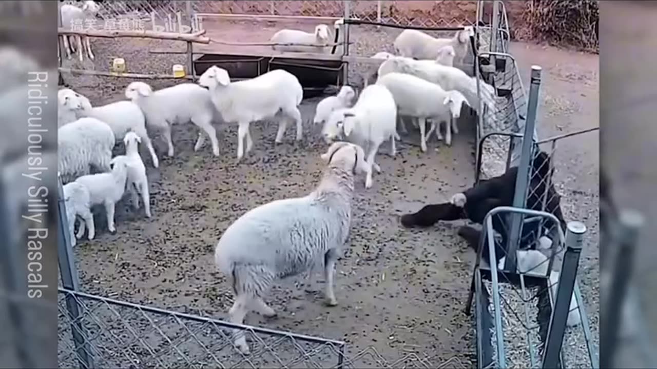 Animal funny video 48
