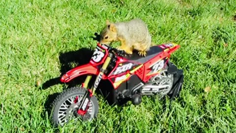Squirrel Steals Guys Motorcycle