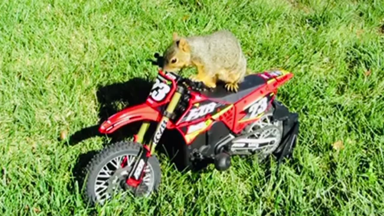Squirrel Steals Guys Motorcycle