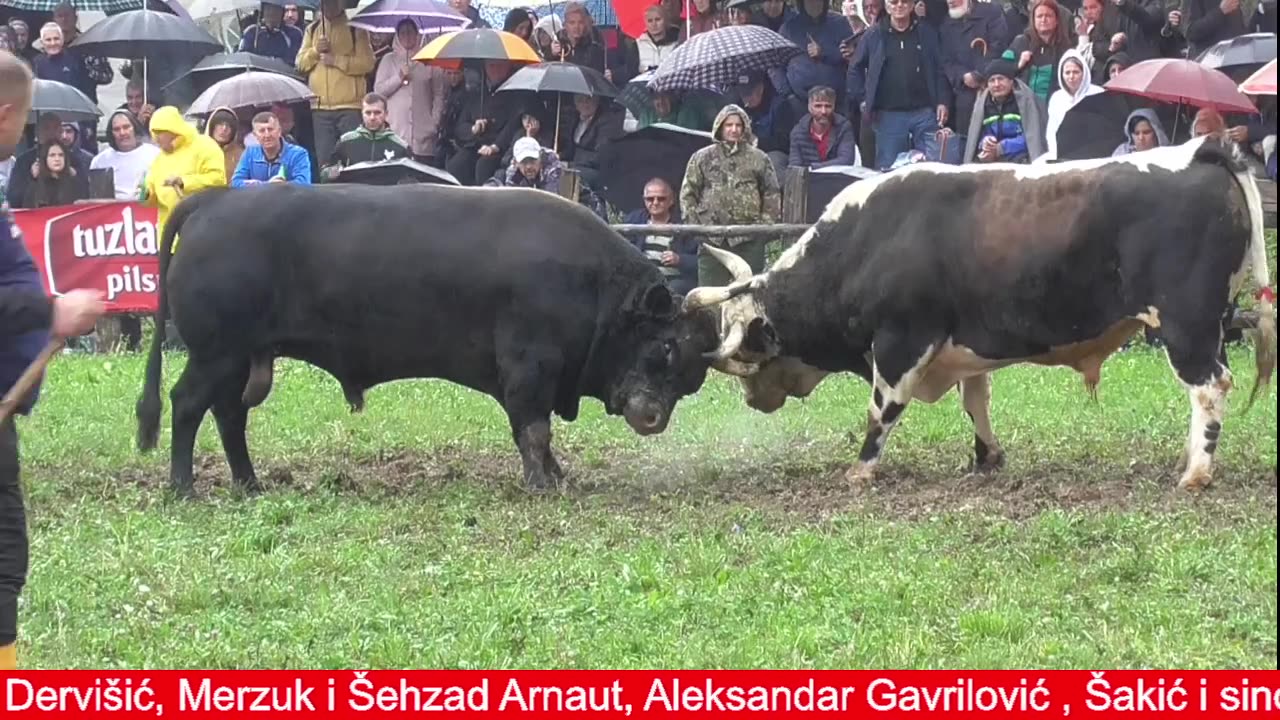 Korida kod Admira Lapandića Banovići 2025