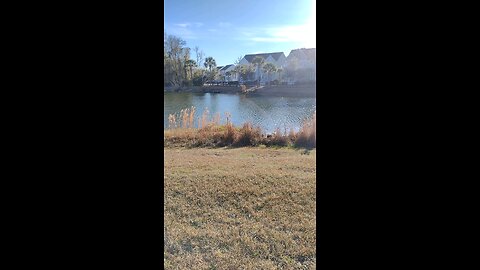 Large gator backing by the pond..they live amongst us