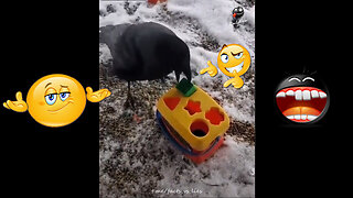 Crow Vs Human