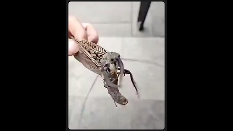 WTF? This thing has to be a part of some genetic experiment. Kill it with fire.