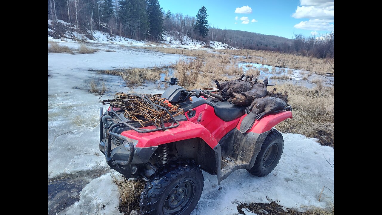 March 24, 2025 - Beaver Trapping