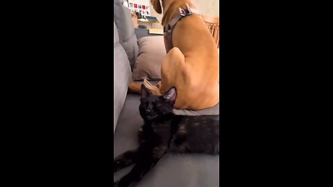 Funny cats and dogs moments