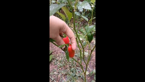 jalapeño harvest 2025