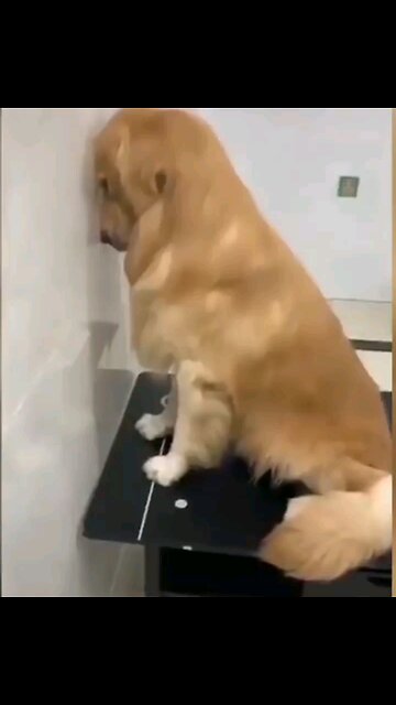 Heartwarming Moments with Playful Pets 🐾❤️ Pet Talk With The Pet Doc