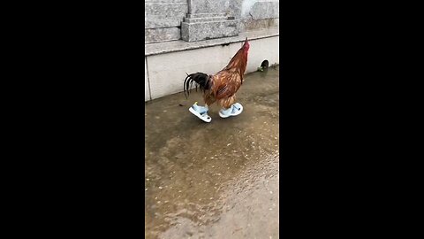 Cock New Funny Videos