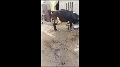 cow 🐮 sale