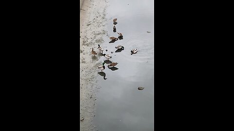 Malllard Ducks 🦆 #mallardducks #shorts #viral #trending #followme #ducks #duck