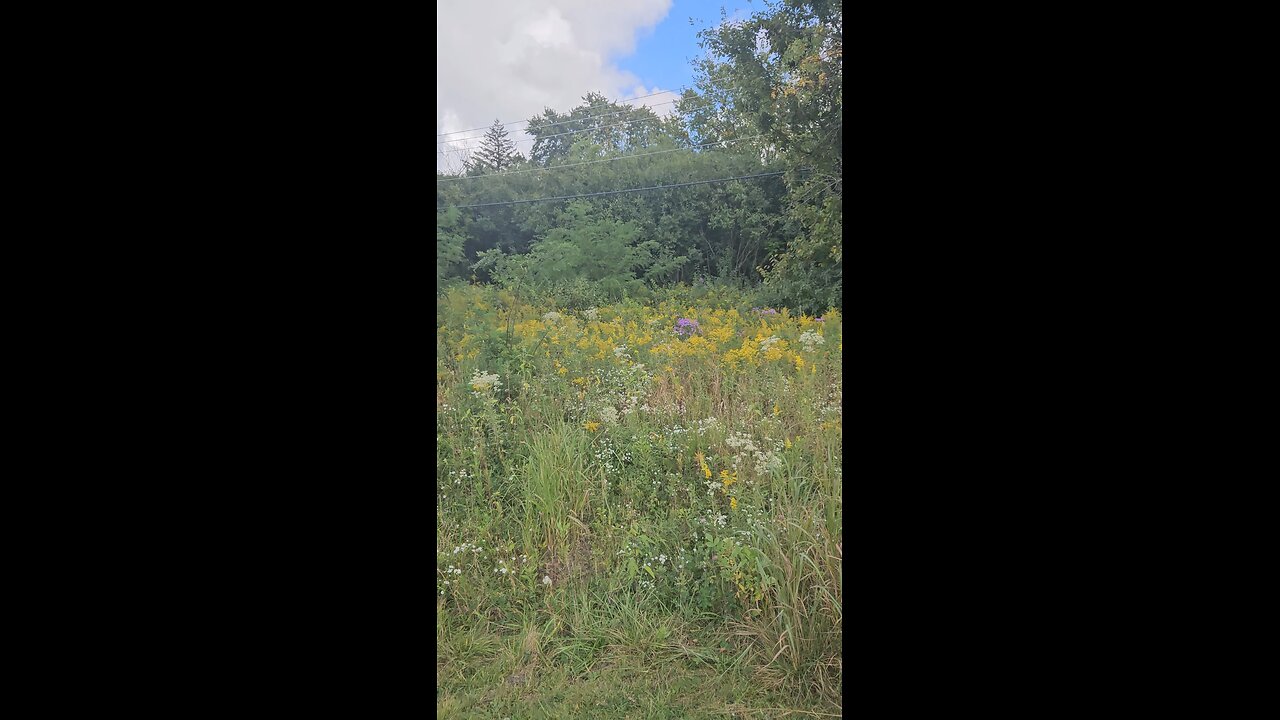 Nature's Garden