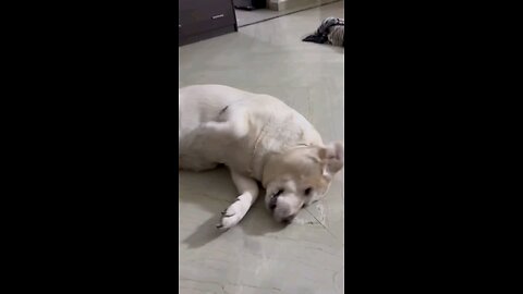 Dogi dance