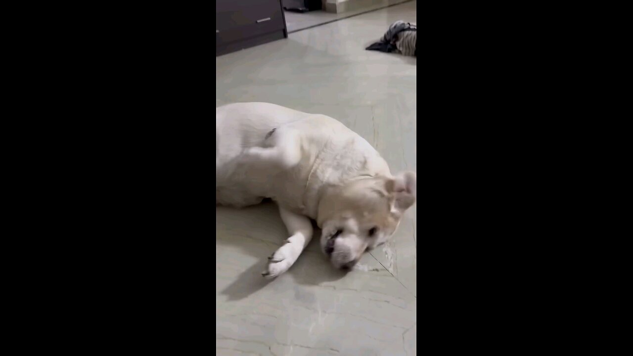 Dogi dance