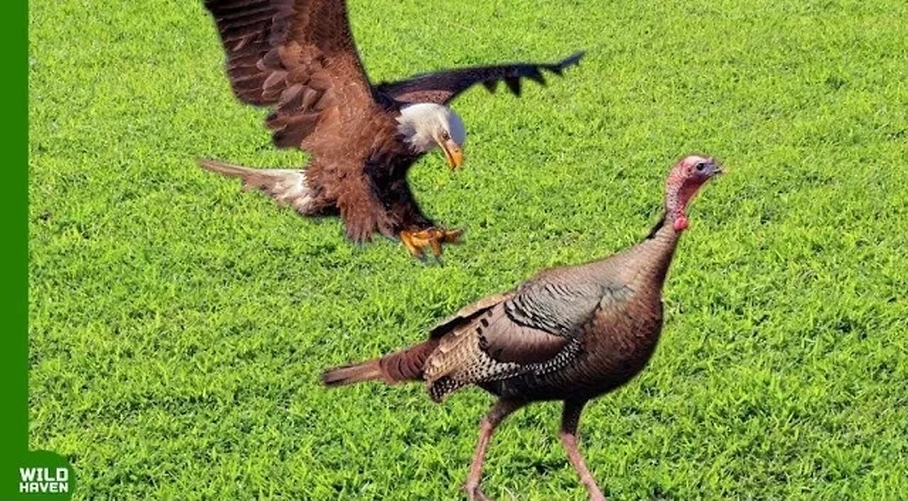 This Stupid Hawk Attacked the Wrong turkey..It Paid Its Life