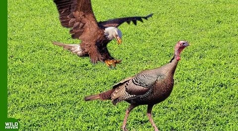 This Stupid Hawk Attacked the Wrong turkey..It Paid Its Life