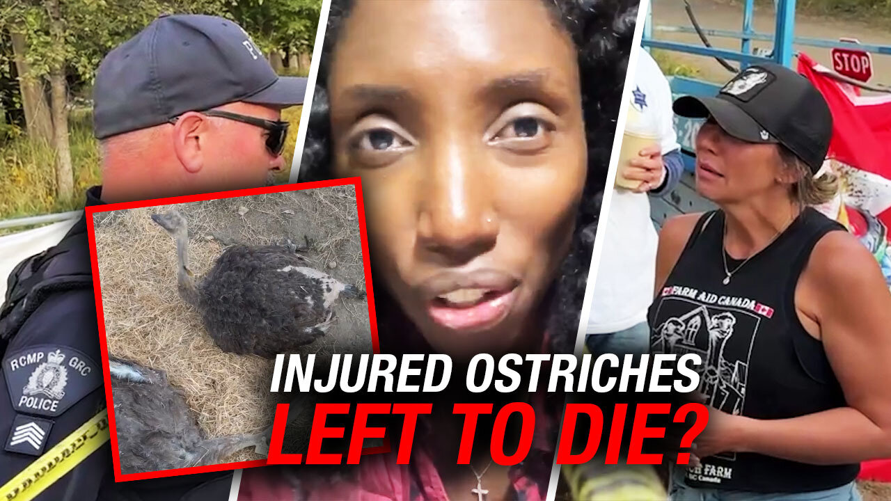 WATCH: Drea Humphrey demands justice after leaked footage of injured and seemingly neglected ostrich
