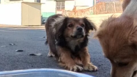 The messy-hair dog and the little puppy eating together 😂🐶