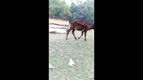 পুরাই ইতিহাস হলো মামা🤣 #ytshorts #shorts #Bangladesh #bangla #bangladeshivlogger #banglavlog #গরু