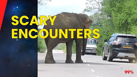 Damn Nature You Scary: Rare & Terrifying Animal Encounters