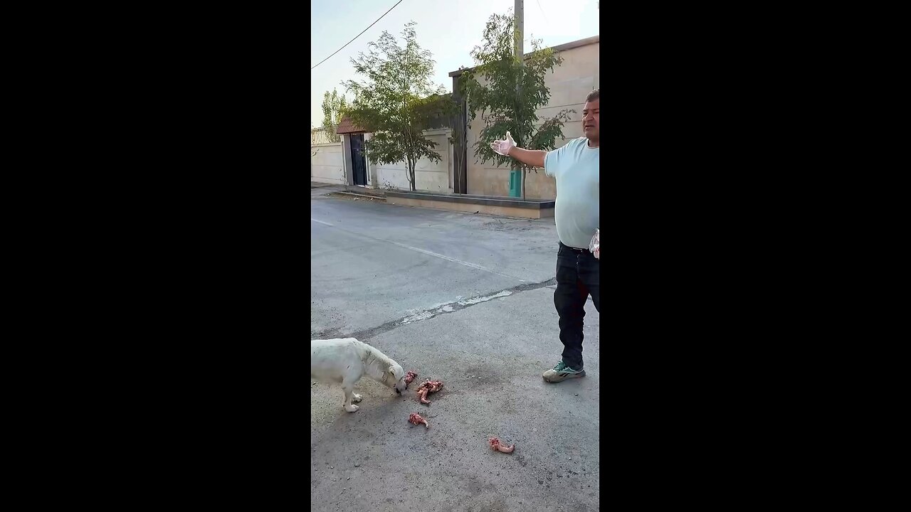 Feeding a Starving Dog in the Middle of the Desert 🐕💔