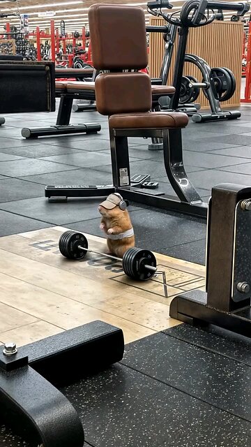 gym motivation 💪💯