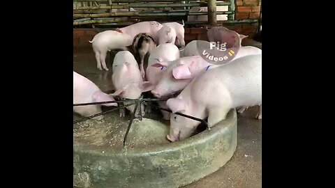 pig farming