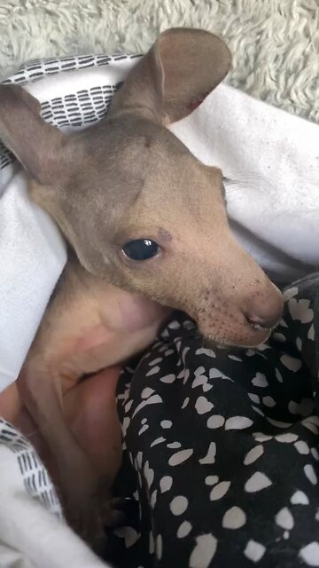 Baby kangaroo 🦘