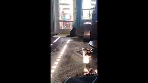 Smokey tried to escape.....why we lock our doors