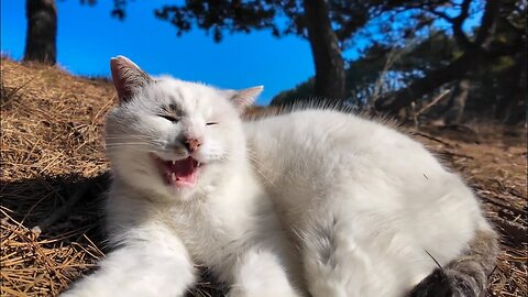A cat at a seaside park who always greets me when we meet