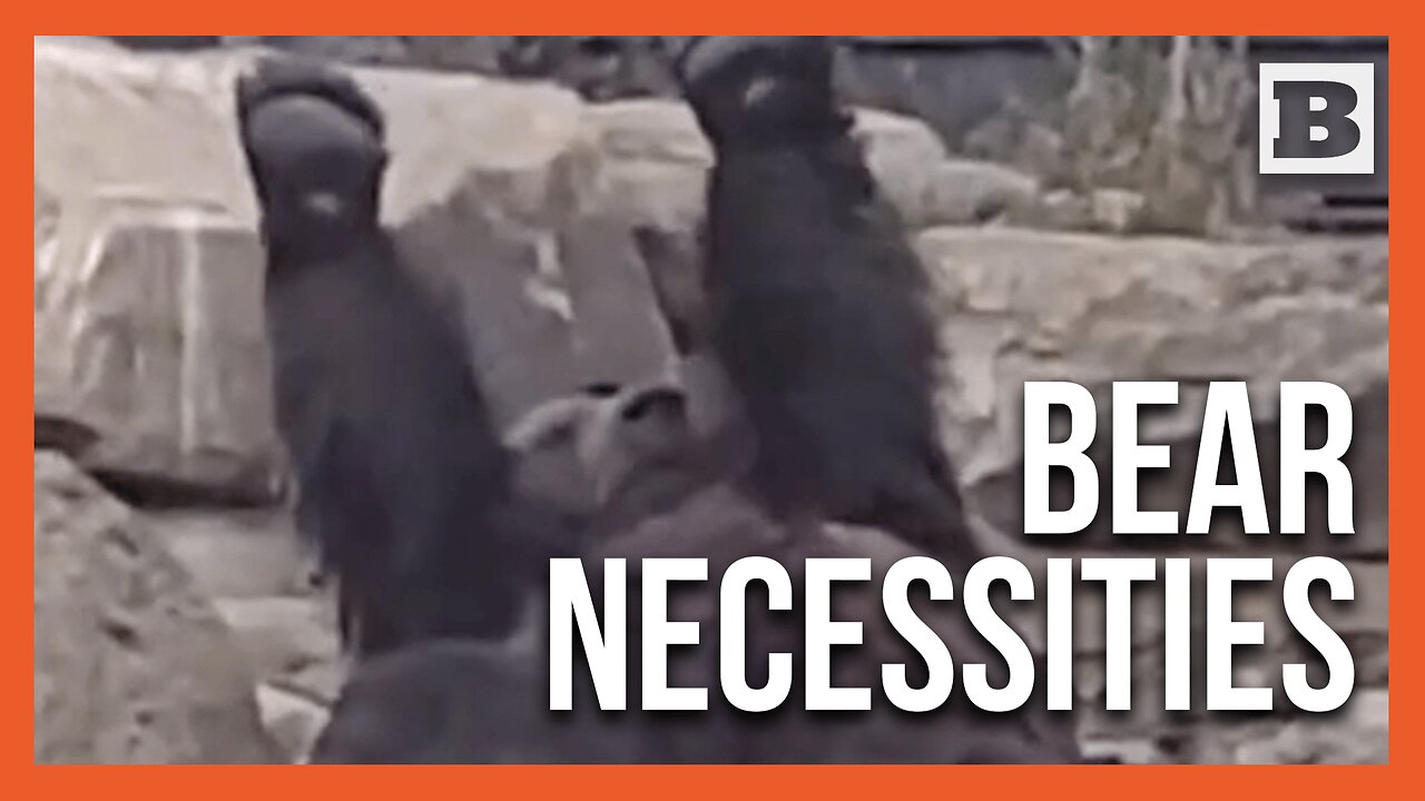 Splash Season Isn’t Over for Oakland Zoo’s Brown Bears