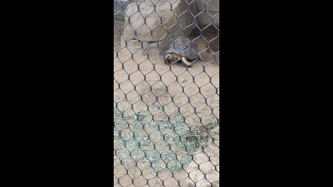 Radiated Tortoise 🐢 #radiatedtortoise #reptile #followme #shorts #trending #tortoise