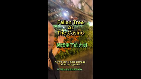 Fallen Tree At The Casino Entrance🇲🇴