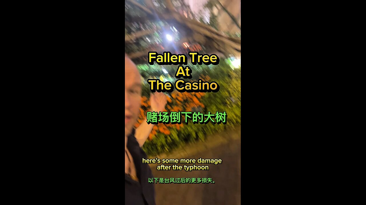 Fallen Tree At The Casino Entrance🇲🇴