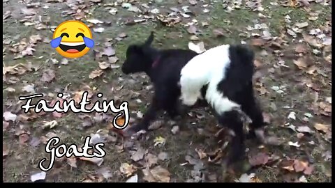 JUST NEEDED SOMETHING TO LAUGH ABOUT! THESE FAINTING GOATS DID THE TRICK. 😂