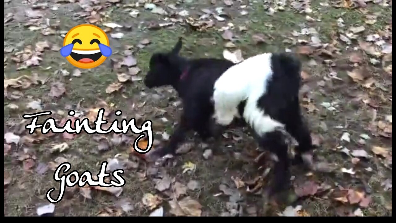JUST NEEDED SOMETHING TO LAUGH ABOUT! THESE FAINTING GOATS DID THE TRICK. 😂